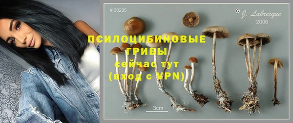 прущие грибы Верхний Тагил